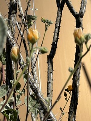 Abutilon palmeri