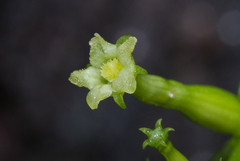 Helmontia leptantha