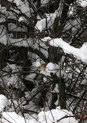 Troglodytes troglodytes