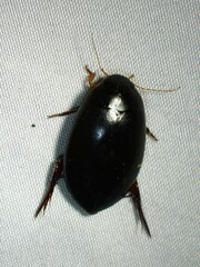 Megadytes