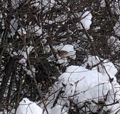 Troglodytes troglodytes
