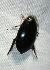 Megadytes