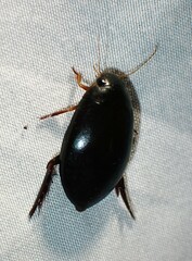 Megadytes
