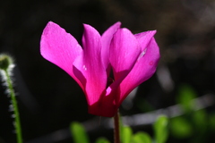Cyclamen repandum