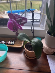 Phalaenopsis amabilis