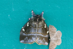 Image of Paradirphia winifredae