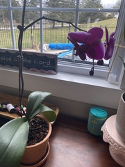 Phalaenopsis amabilis