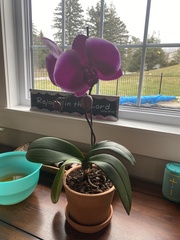 Phalaenopsis amabilis