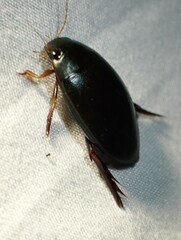 Megadytes