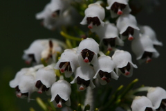 Erica arborea