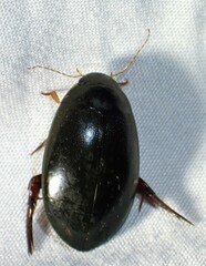 Megadytes