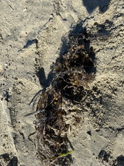 Sargassum palmeri