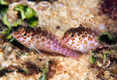 Cirrhitichthys oxycephalus