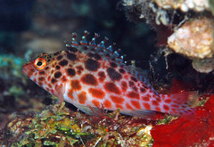 Cirrhitichthys oxycephalus