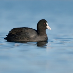 Fulica atra
