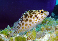 Cirrhitichthys oxycephalus