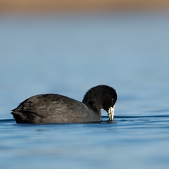 Fulica atra