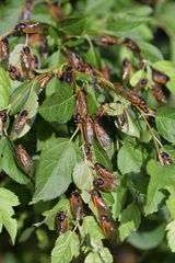 Magicicada septendecim