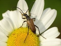 Anastrangalia dubia