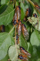 Magicicada septendecim