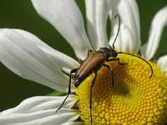 Anastrangalia dubia