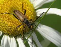 Anastrangalia dubia