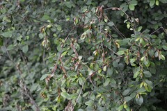 Magicicada septendecim