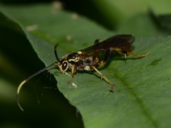 Cratichneumon annulatipes