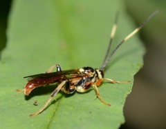 Cratichneumon annulatipes