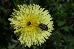 Urospermum dalechampii