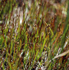 Trichophorum pumilum