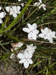 Rhodohypoxis