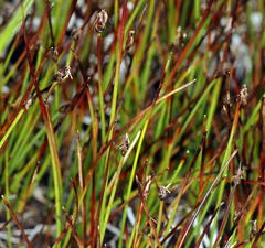 Trichophorum pumilum