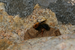 Megachile sicula