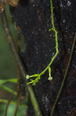 Helmontia leptantha