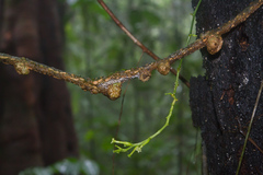 Helmontia leptantha