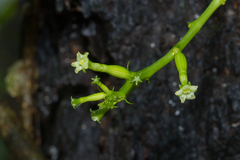 Helmontia leptantha