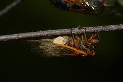 Massospora cicadina