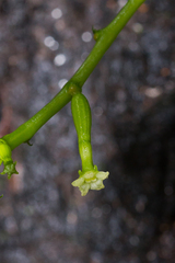 Helmontia leptantha