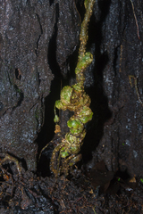 Helmontia leptantha