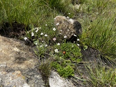 Alepidea natalensis