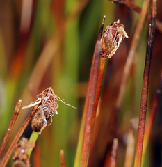 Trichophorum pumilum