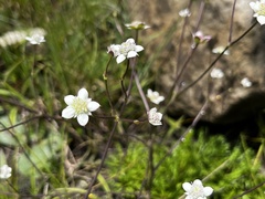 Alepidea natalensis