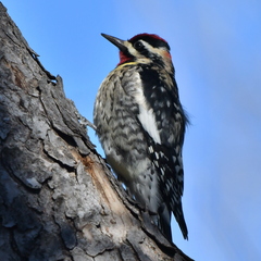 Sphyrapicus varius × nuchalis
