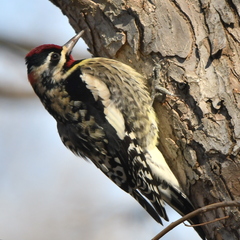 Sphyrapicus varius × nuchalis