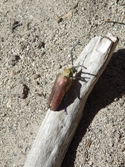Cheloderus childrenii