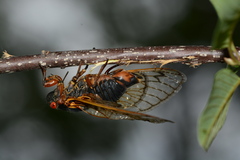 Magicicada septendecim