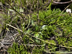 Alepidea natalensis