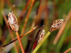 Trichophorum pumilum