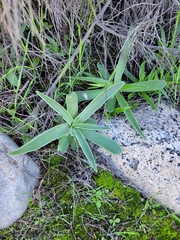 Dudleya lanceolata